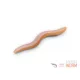 Delphin B! StinxWorm Nalucă moale Creveți 4cm