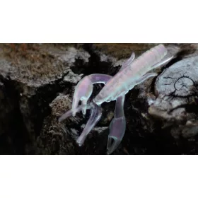   Rapture ULC Alive Craw 5cm 1,8gr Roz perlat Momeală din cauciuc moale 12 buc