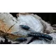 Rapture ULC Alive Craw 5cm 1,8gr June Bug Momeală din cauciuc moale 12 buc