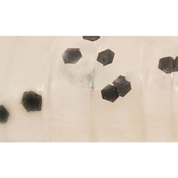 Rapture ULC Dragonfly Nymph 4,2cm 1gr Pearl Blue Nălucă din cauciuc moale 8 buc.