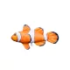 Pernă Pește Nemo Baby