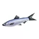 EnergoTeam The Herrings-Sardines 60cm Pernă de Pește