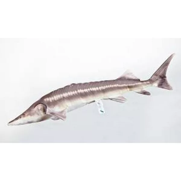 EnergoTeam The Sterlet Sturgeon New 60cm Perna de Pește