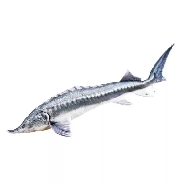 EnergoTeam The Beluga Sturgeon 140cm Perna de Pește