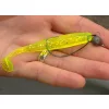 Reiva Offset Worm Negru 1/0 5buc/pachet Cu ochi Cu barbă Cârlig pentru pești răpitori