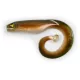 Black Cat Mega Curl Tail Eel 22cm 29gr Momeală din plastic