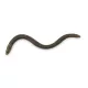 Iron Claw Drop Stuff Crawler WB 7,5cm Plasztik Csali 22db