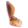 Iron Claw Belly Boy BP 10cm Plasztik Csali