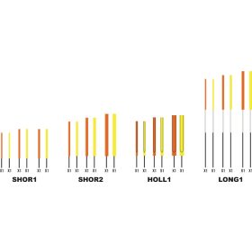   Garbolino WAGGLER COMPETITION SP W13 - set antene scurte goale CARBON / 1,5-2-2,5 mm /