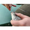 Haldorádó Catfish Rig 4 Lider pentru somn cu momeală vie ˝Haarmontage˝ 180cm