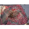 Korum Camo Grub Feeder Coș Naditor 20gr