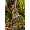 Korum Camo River Method Coș 90gr
