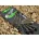 Korda clips plumb
