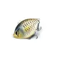 Lurefans Dk5 - Sinking Wobbler 5 55mm - 18gr