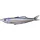 Livetarget Shiner Walking Bait Shiner Albastru Metalic 11,5cm 14gr Pește de cauciuc