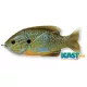 Livetarget Sunfish Walking Bait Peștele-soarelui Natural/Albastru 7,5cm 12gr Nalucă peștele-soarelui