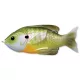 Livetarget Sunfish Walking Bait Natural/Green Bluegill 90Mm 18G
