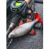 Fox Rage Ultra Realistic Roach Replicant Momeală din Plastic Roșioară 14cm 45gr