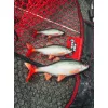 Fox Rage Ultra Realistic Roach Replicant Momeală din Plastic Roșioară 14cm 45gr
