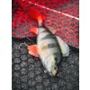 Fox Rage Ultra Realistic Perch Replicant Momeală Plastic Biban 14cm 52gr