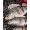 Fox Rage Ultra Realistic Perch Replicant Momeală Plastic Biban 14cm 52gr