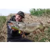 Fox Rage Bulk Loaded Zander Pro Shads UV Natural Perch 10cm 4/0 10gr Momeală de Plastic