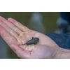 Preston Feature Finder Leads Plumb de Fond 45gr